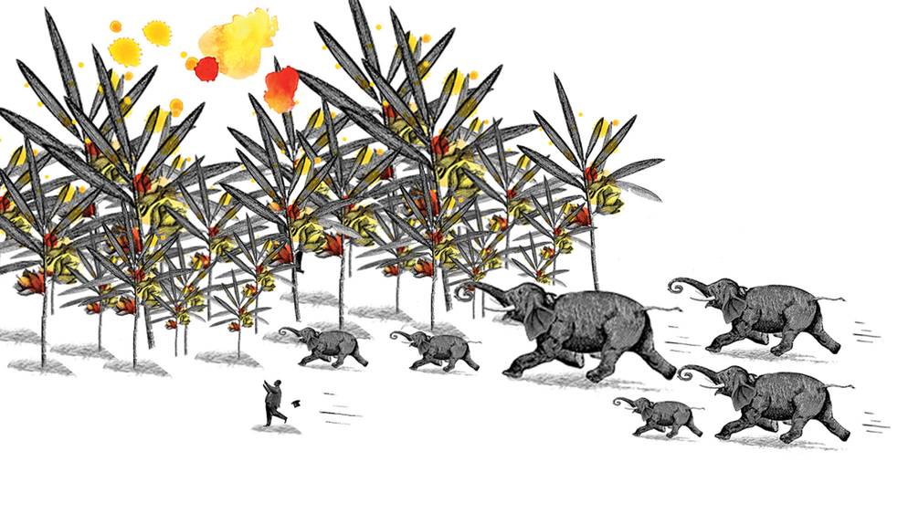 Expedition no. 10 - Toffee Nut Tea