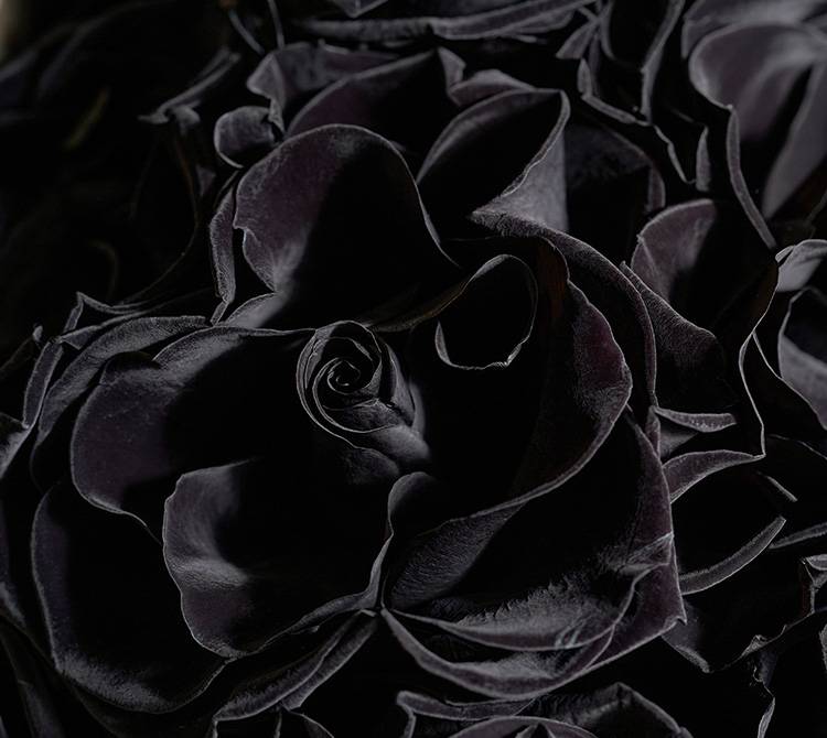 real black rose bush