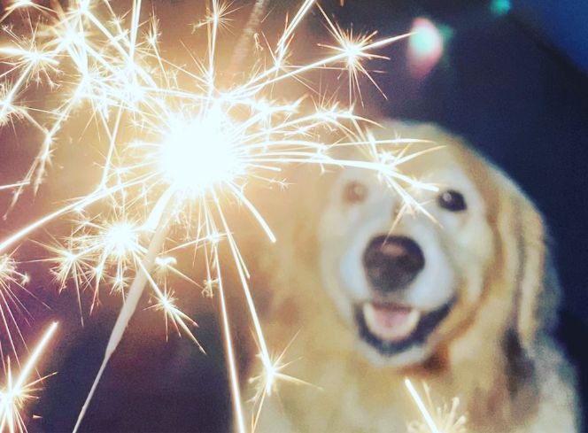 How To Get A Puppy Used To Fireworks