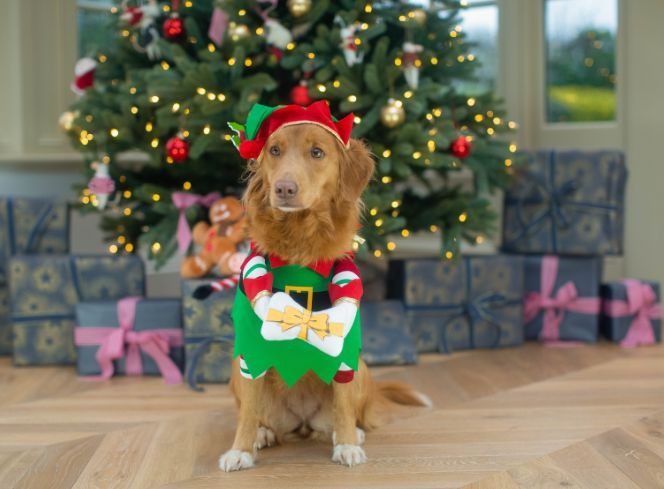 Festive Dressing Up Box - Christmas Clothes For Dogs