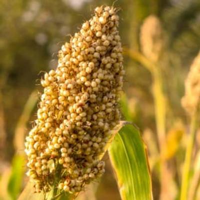 Quinoa seeds on the stalk of a plant