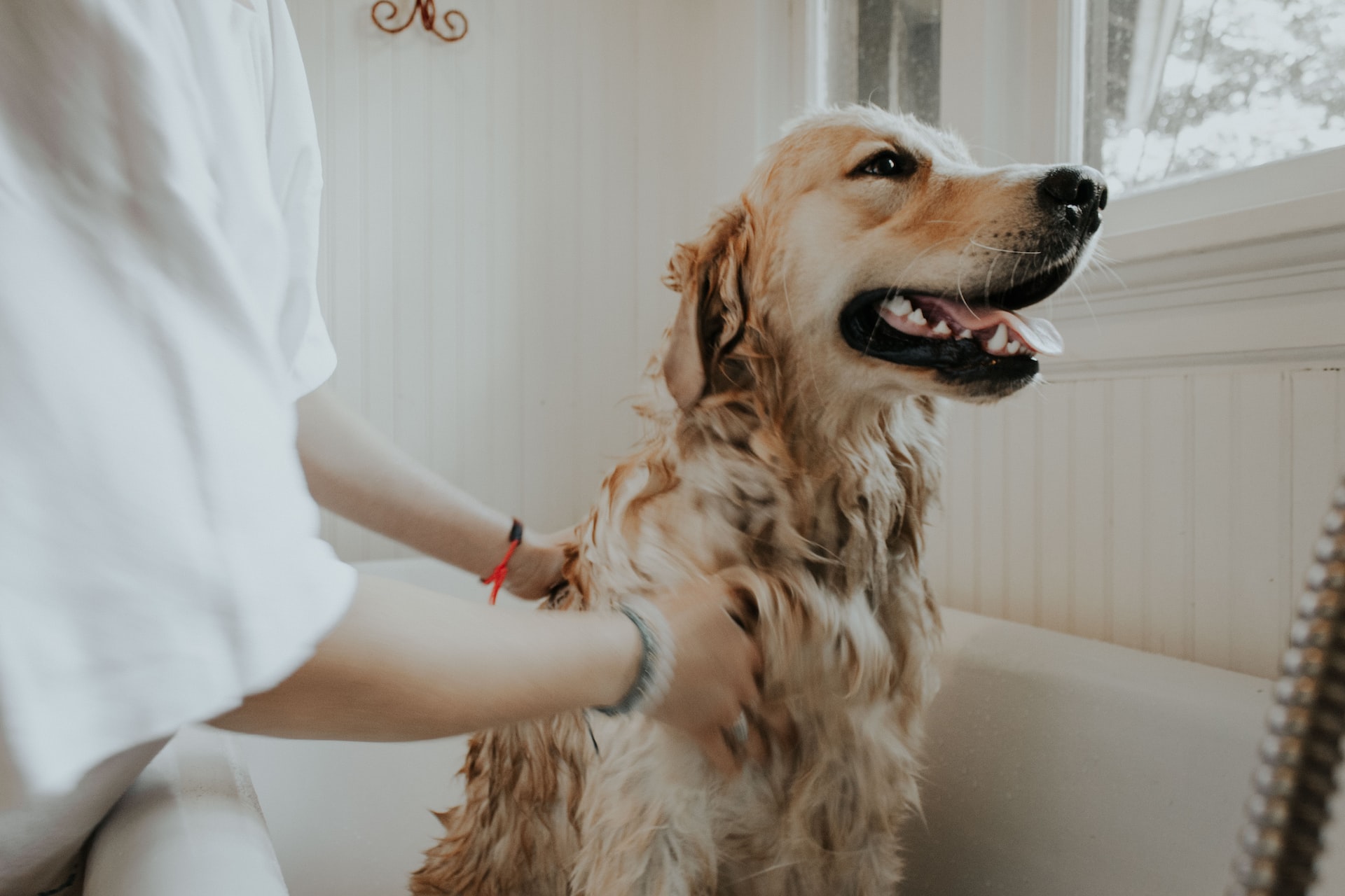 dog wash that comes to your house