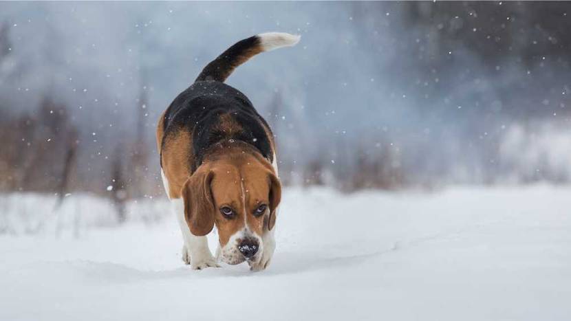 Hund schnüffelt an den Duftmarkierungen anderer Hunde