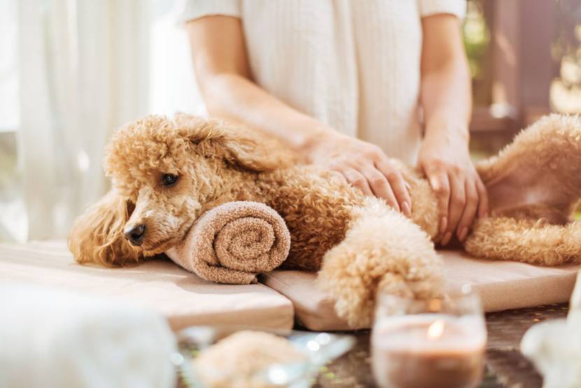 Hund mit Arthrose wird durch gezielte Physiotherapie behandelt