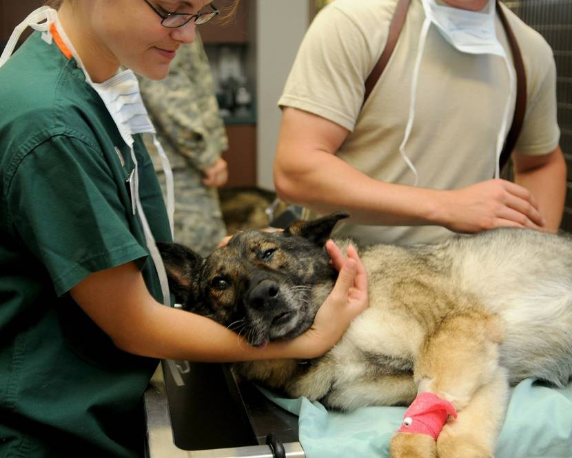 Hund liegt auf Tierarzttisch und ist von Ärzten umgeben
