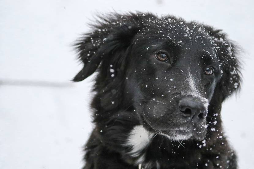 schwarzer Borderkollie mit Schneestaub auf dem Fell