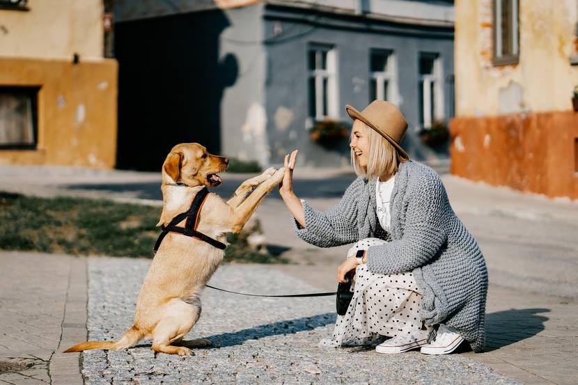 Hund gibt Frau Pfötchen