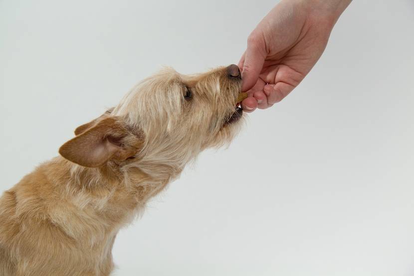 Hund frisst Leckerlie