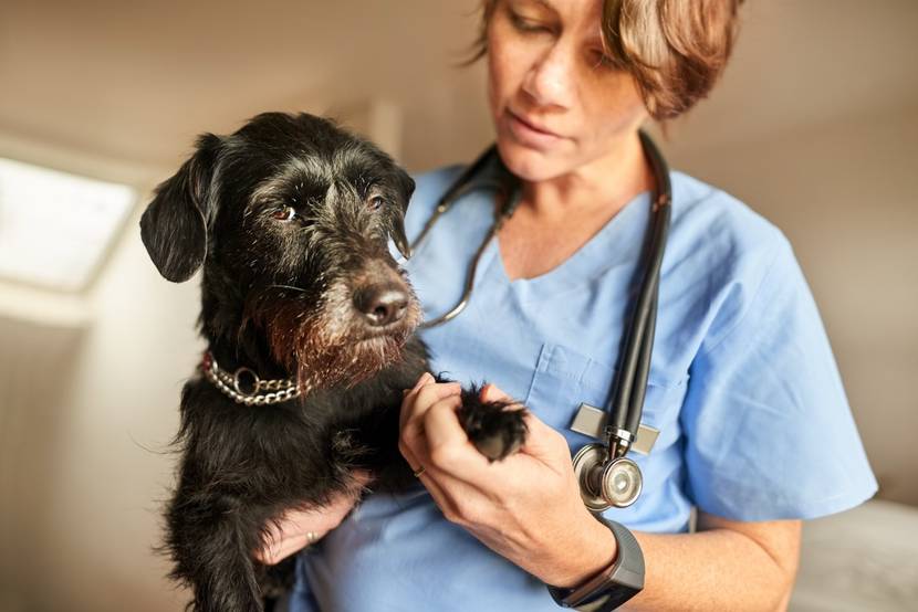 Hund wird von Tierärztin untersucht