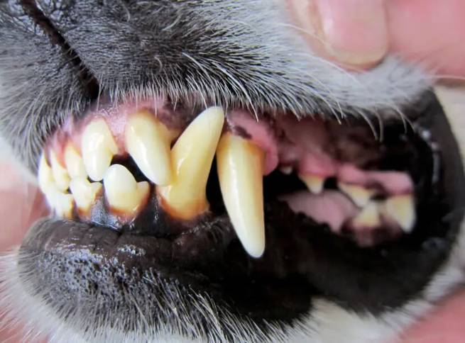 Zahnstein Ablagerungen beim Hund