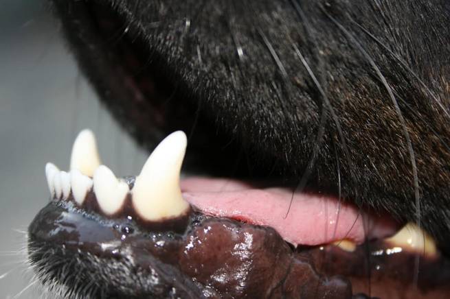Hund ohne Zahnstein an den Zähnen