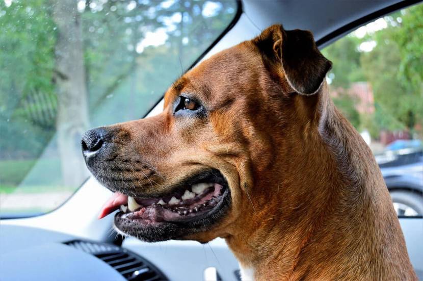 Hechelnder Hund ohne Zahnstein