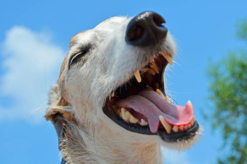 3. Wie gewöhne Ich meinen Hund an das Zähne putzen?