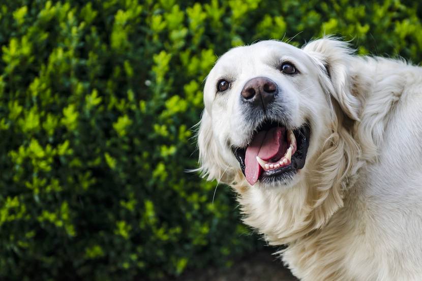 4. Gegenstände für die Zahnreinigung des Hundes