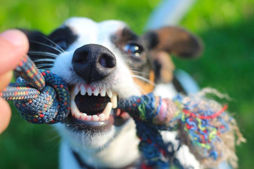 5. Geeignete Zahnpasta für Hunde