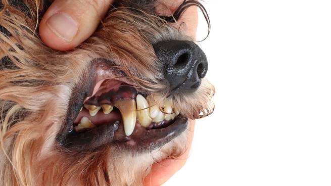 Ein Hund mit Zahnstein an den Eckzähnen