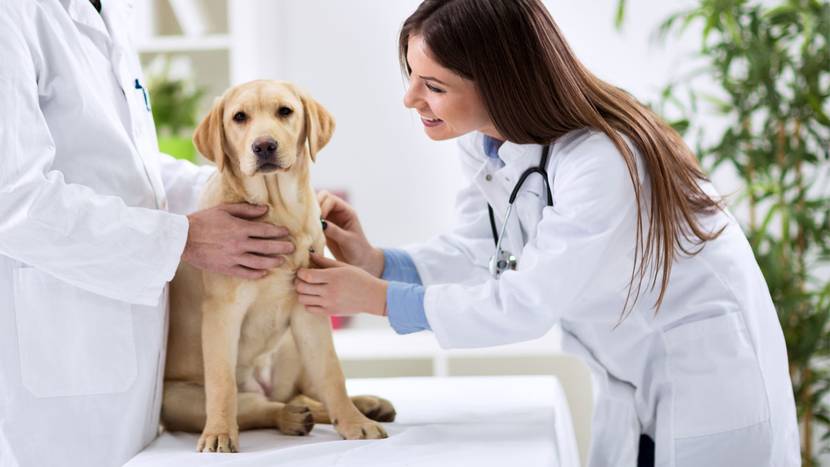 Hund sitzt beim Tierarzt