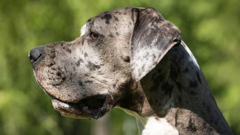 Mundgeruch durch Hund mit langen Lefzen