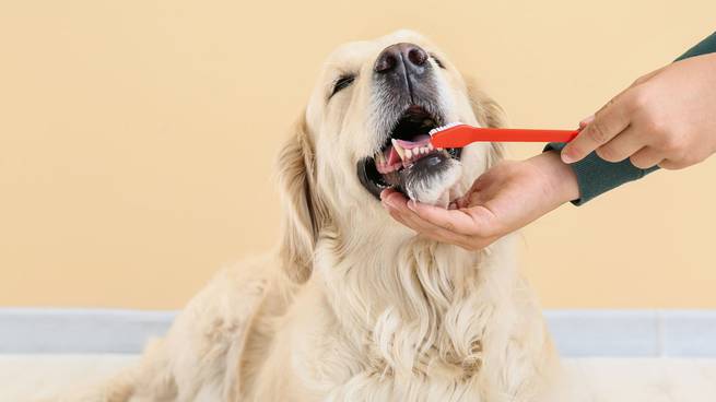Einem Hund werden die Zähne geputzt