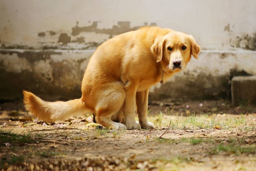 hockender hund macht häufchen