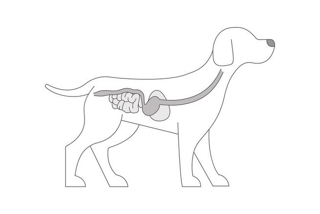 Die Bestandteile des Magen-Darm-Trakts beim Hund