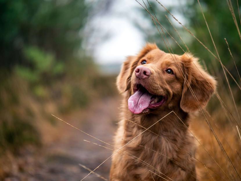 Warum ist die Darmflora für Hunde so wichtig?