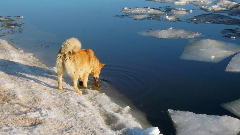 Hund trinkt aus einem See