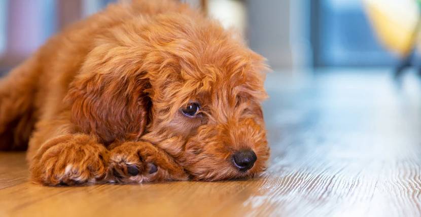Hund liegt erschöpt und müde