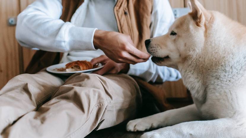 Hund wird ungesundes Gebäck gefüttert