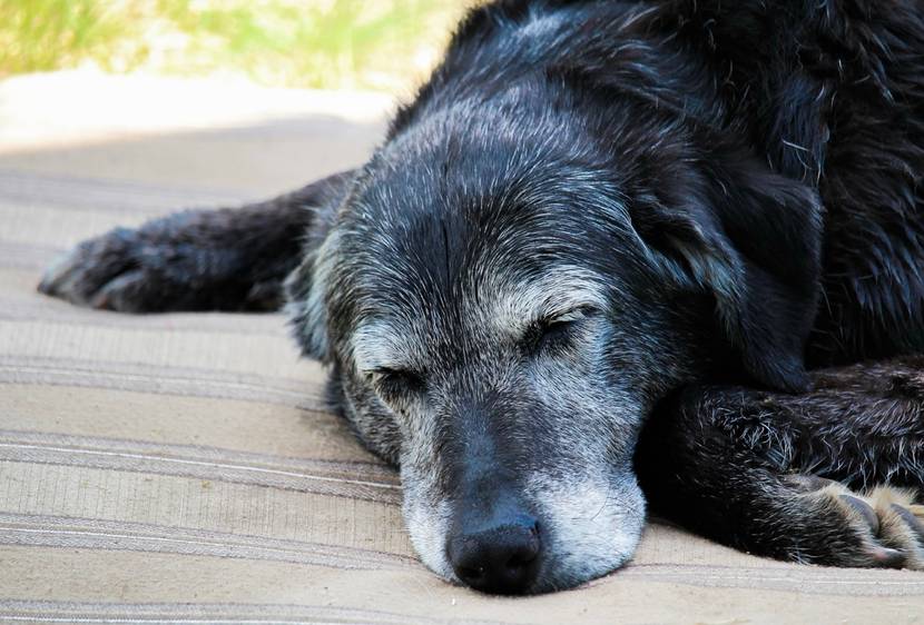 alter ergrauter Hund schnarcht und schläft