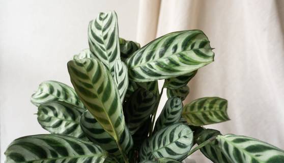 Calathea Never Never Leaves Leaf Envy