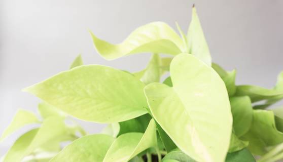 Neon Pothos House Plants By Leaf Envy