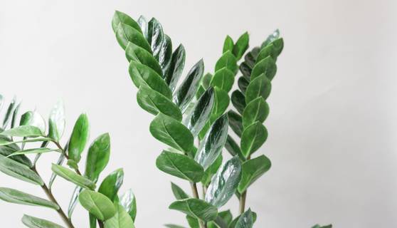 ZZ Plant House Plants By Leaf Envy
