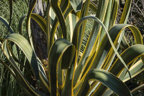 Western Africa Plant Bio Snake Plant Moonshine
