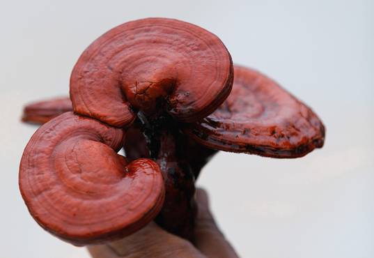 Reishi