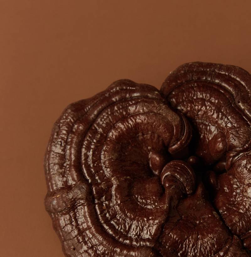 Reishi