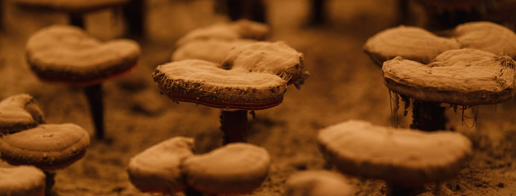 Reishi