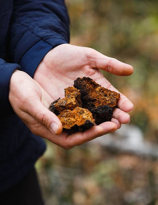 Chaga