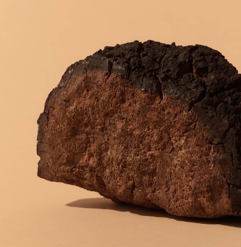 Chaga