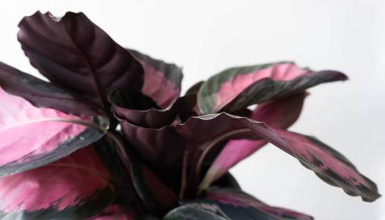 Calathea Crimson Indoor plants & houseplants by Leaf Envy