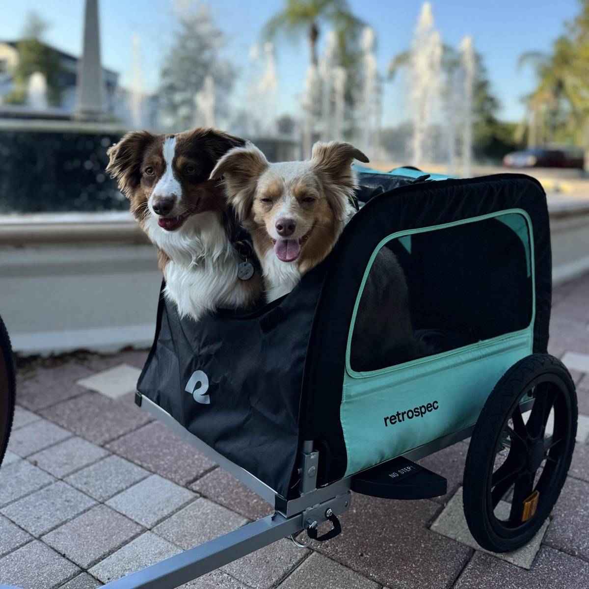 Two Australian Shepherds, one red merle and one lighter merle, ride side by side in a teal and black retrospec pet trailer parked in front of a fountain plaza. Both dogs look relaxed and happy, tongues out, enjoying the outing together.