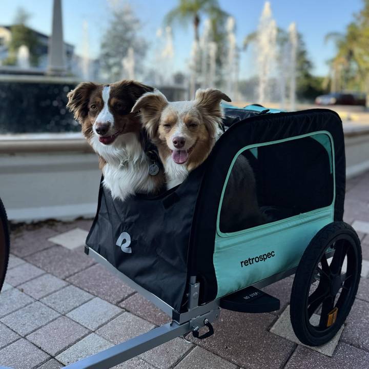 Two Australian Shepherds, one red merle and one lighter merle, ride side by side in a teal and black retrospec pet trailer parked in front of a fountain plaza. Both dogs look relaxed and happy, tongues out, enjoying the outing together.