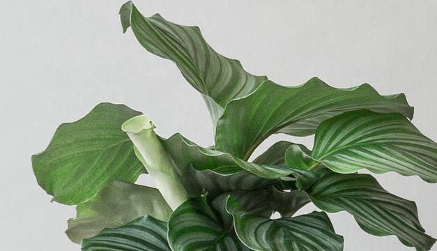 Calathea Orb Houseplants By Leaf Envy