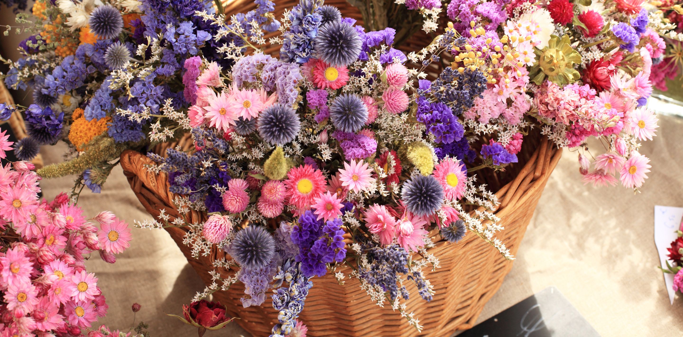 Cut and Dried Flower Seeds Kings Seeds NZ