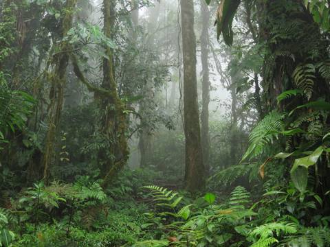 South American Rainforest Calathea Jungle Velvet