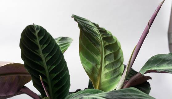 Calathea Jungle Velvet Houseplants By Leaf Envy