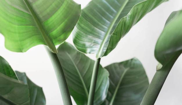 Bird of Paradise - Leaf Envy