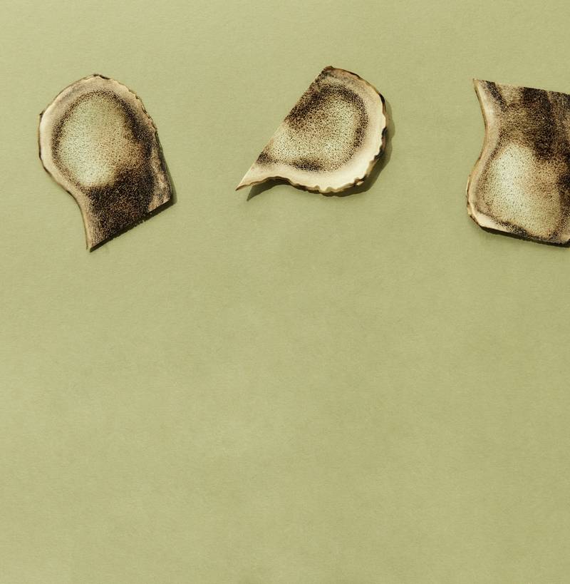 Deer Antler