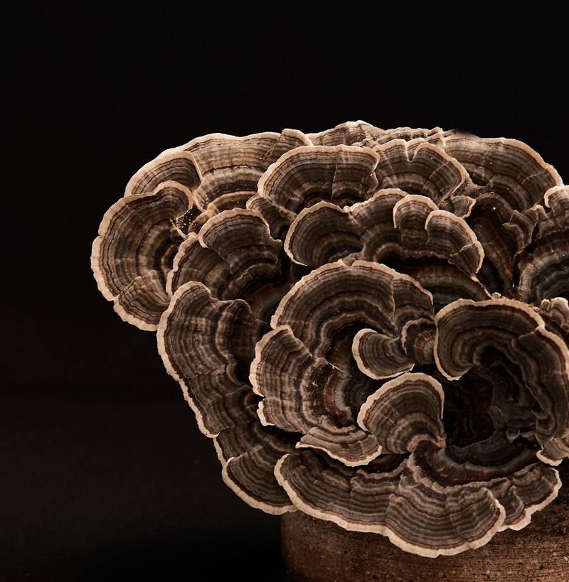 Turkey Tail