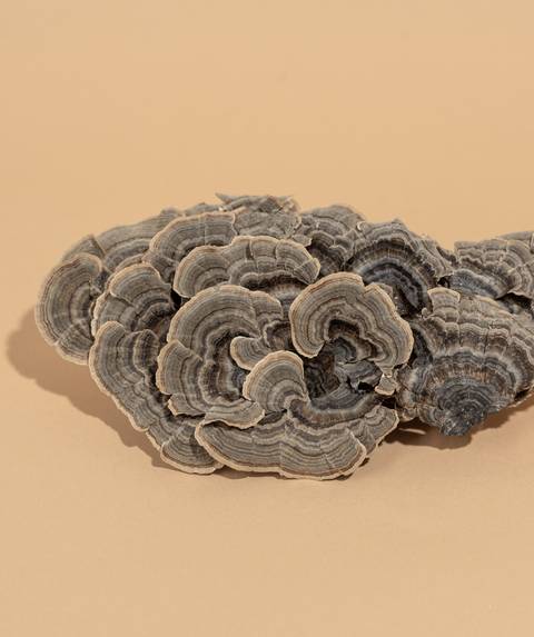 Turkey Tail
